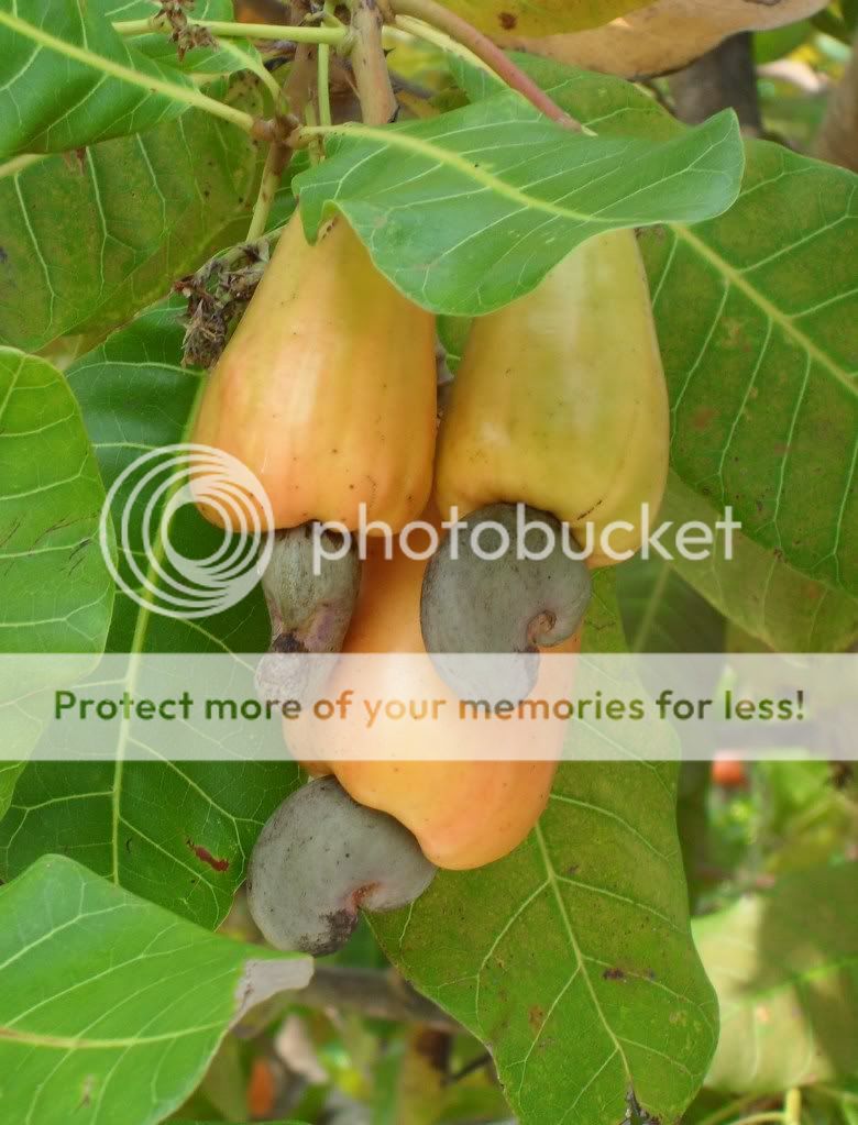 Cashew Fruit 1 Photo by kingpin623 Photobucket